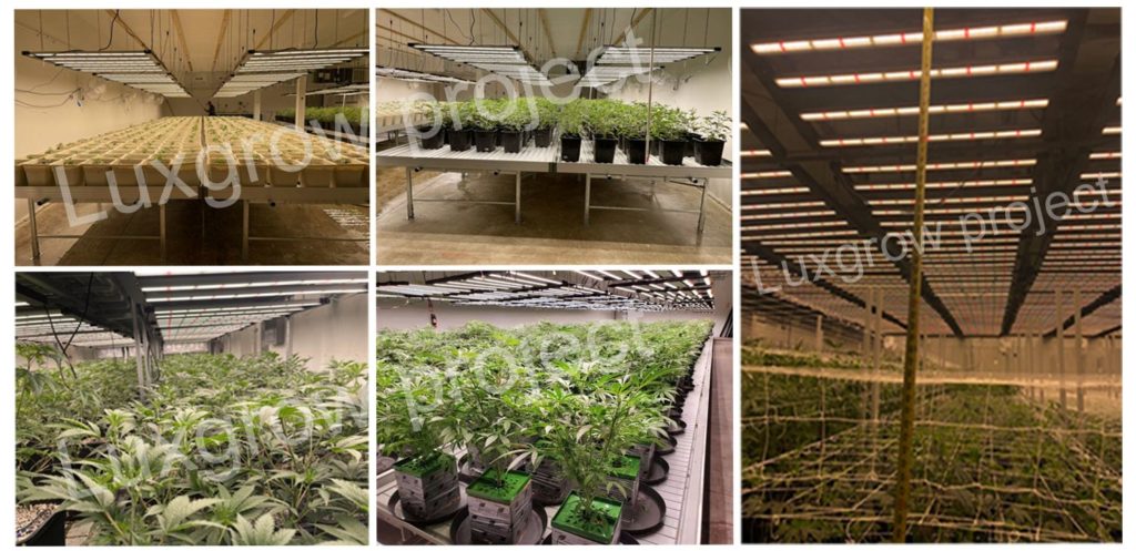 LED Horticultural Lighting Systems